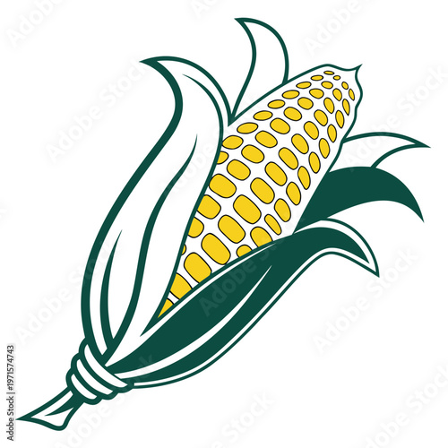 Fresh yellow corn on the cob with green husks graphic illustration