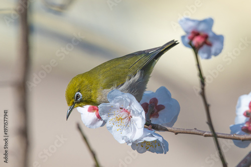 Wallpaper Mural 白梅とメジロ（梅林寺外苑・久留米市） Torontodigital.ca