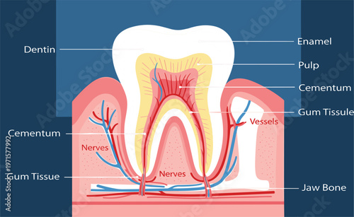 Human Tooth Anatomy Diagram Showing Enamel, Dentin, Pulp, Nerves, Blood Vessels, Gum Tissue, and Jaw Bone Structure for Dental Education Vector Illustration