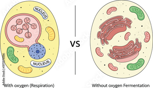 Cellular Respiration vs Fermentation Diagram Showing Aerobic and Anaerobic Energy Production in Cells with Organelles for Biology Education Vector Illustration