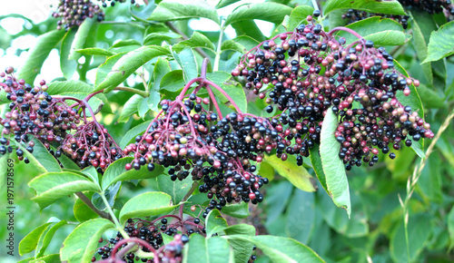 Bunch of elderberries with ripe berries