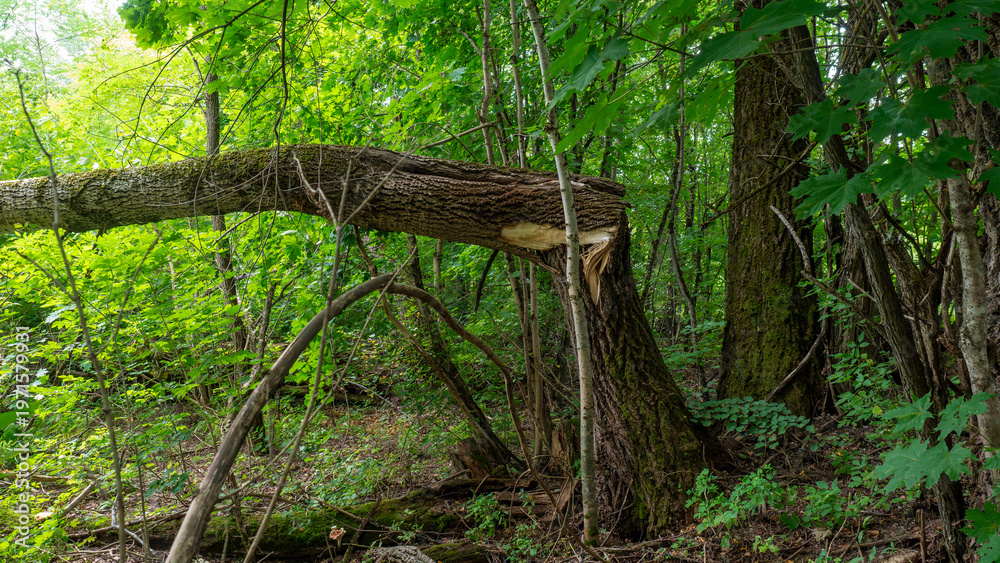 Fototapeta premium perspective of massive broken tree trunk lying on ground after storm damage surrounded by vibrant green leaves and dense woodland foliage during summer day.