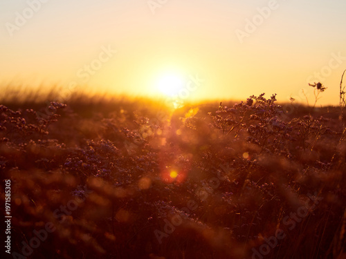 Flower meadow in sunrise at morning. Selective focus.