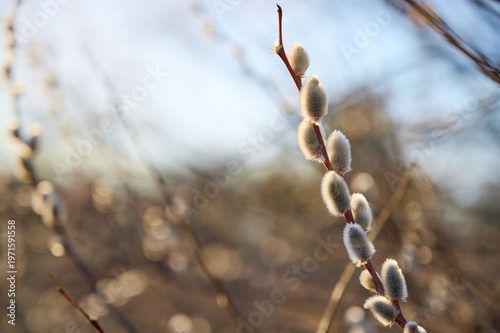 Foto Pussy-willow branches with catkins