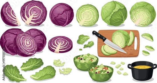 Cabbage varieties and preparation vector set with red and green heads, sliced pieces, salad bowl and cooking ingredients isolated on white background