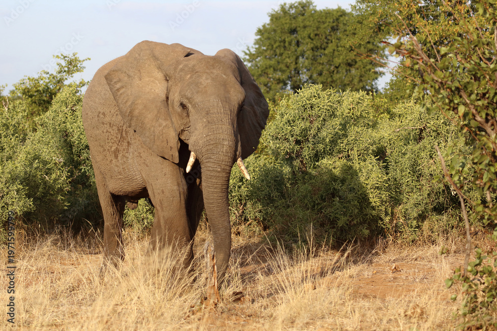 Fototapeta premium Afrikanischer Elefant / African elephant / Loxodonta africana