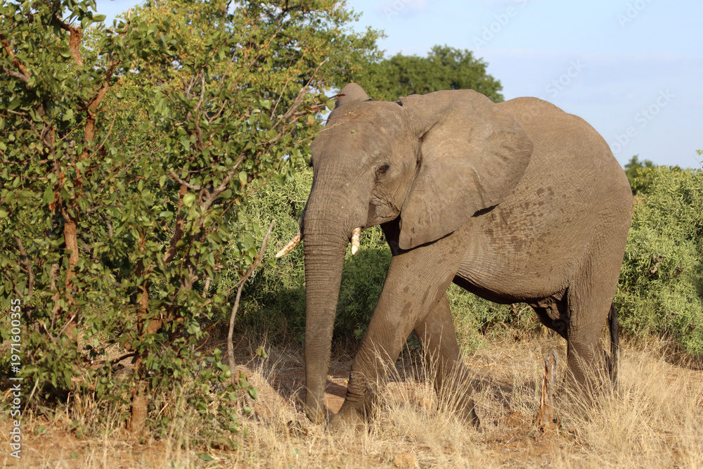 Fototapeta premium Afrikanischer Elefant / African elephant / Loxodonta africana