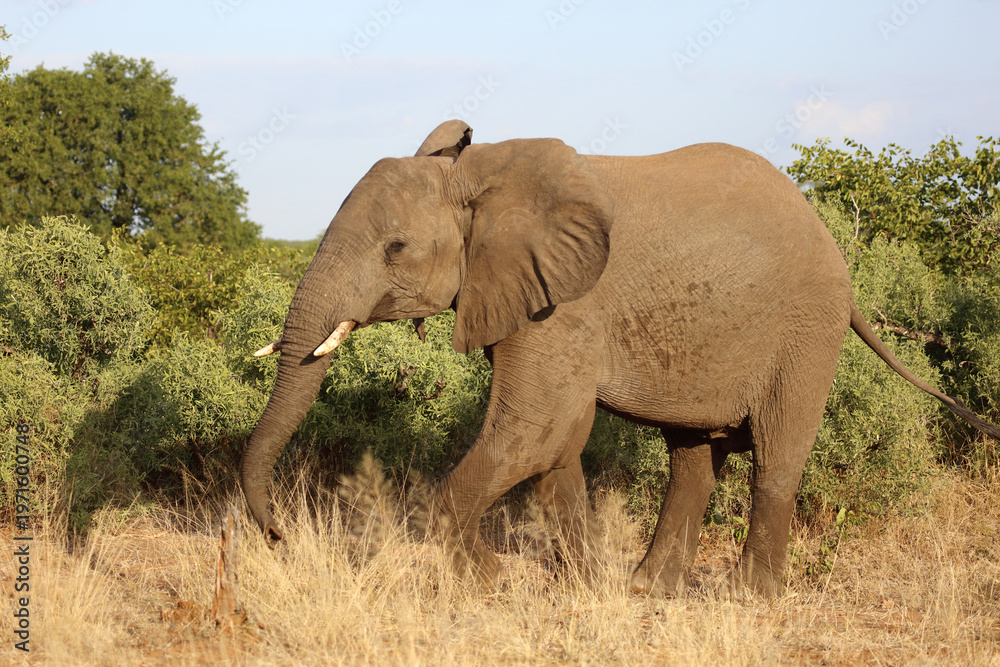 Obraz premium Afrikanischer Elefant / African elephant / Loxodonta africana