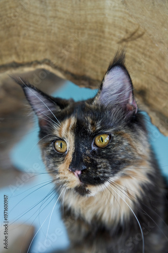 Porträt einer Maine Coon Katze