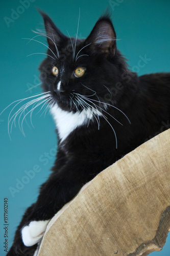 Junger Maine Coon Kater liegt  auf einem Katzenmöbel aus Holz