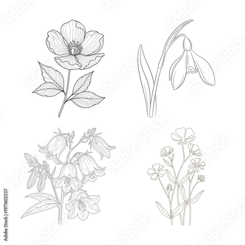 Vintage botanical illustration of magnolia and daffodil flowers in black and white
