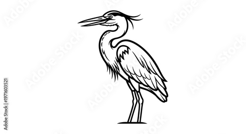 Detailed black and white line art illustration of a standing heron with a long beak and crest, depicted in a side profile.