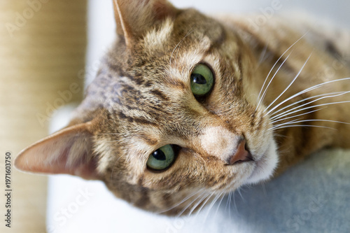 Porträt einer Kanaani Katze