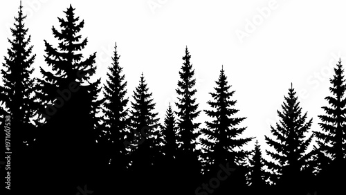 Silhouetted coniferous trees against a bright indistinct background