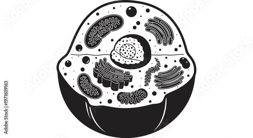 Animal Cell Diagram - Black and White Illustration of Organelles
