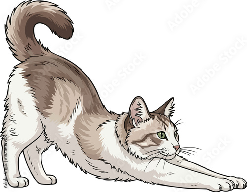 Asian Tiffanie cat stretching relaxed yoga pose vector illustration