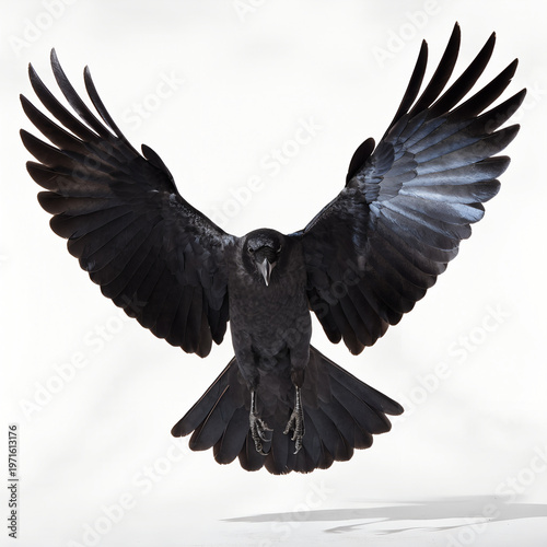Black bird in flight with wings spread wide open