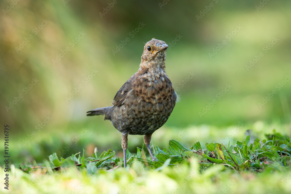 Fototapeta premium Close up of a Blackbird in green grass
