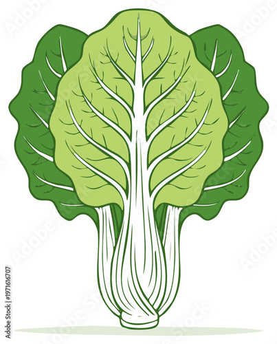 Stylized Bok Choy Chinese Cabbage Vector Illustration Isolated Leafy Green Vegetable