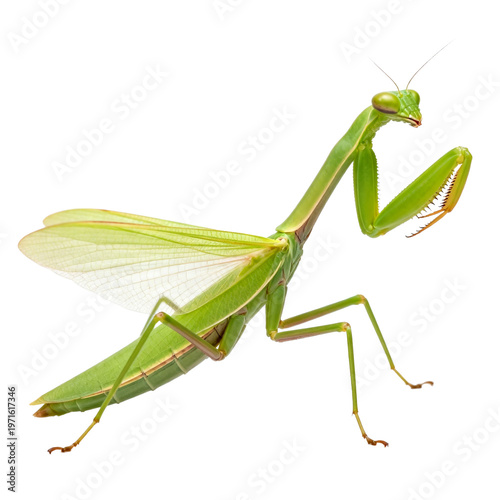 [Transparent Background PNG]Close-up of a green praying mantis on white