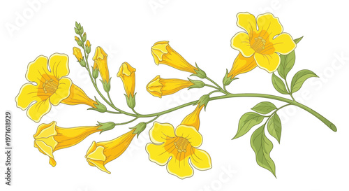 A vibrant botanical illustration of yellow trumpet shaped flowers and buds