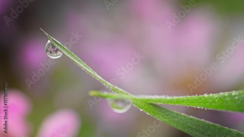 Macro Water Drops Green Leaf Rack Focus Slider. Nature Background Eco Wellness Web Design