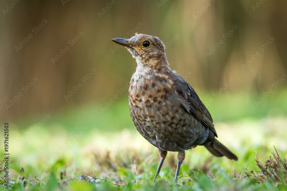 Fototapeta premium Close up of a Blackbird in green grass