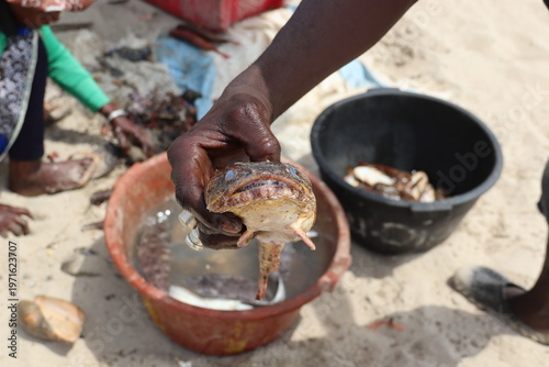 Sanyang Beach, Gambia. 26-02-2026. A fisherman showing a toadfish. 