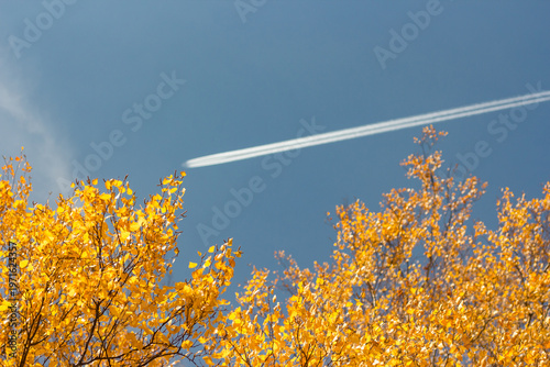 Golden birch leaves against blue sky with airplane trail