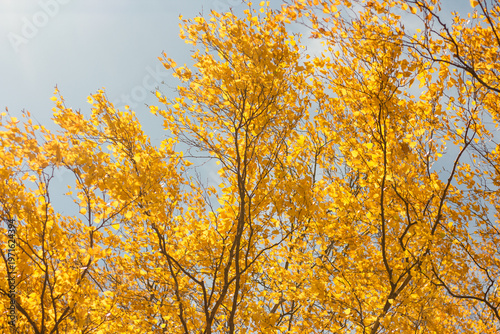Golden birch leaves against blue sky