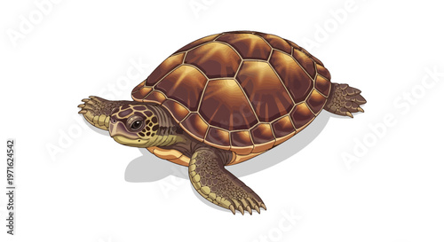 Detailed illustration of a brown turtle with a patterned shell