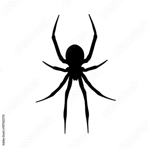 Black spider silhouette isolated on white background