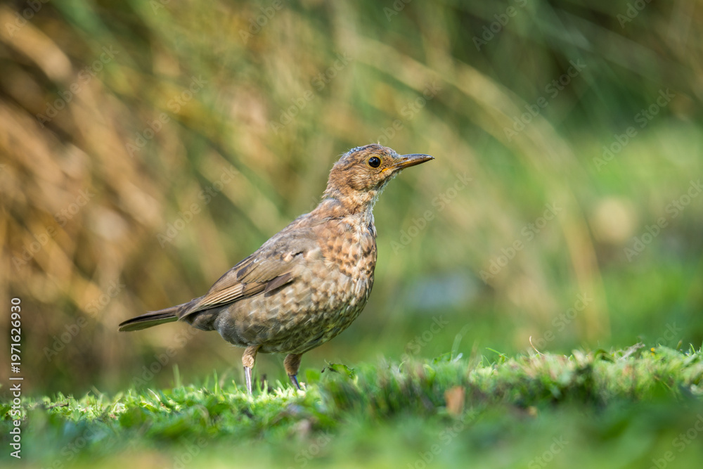 Fototapeta premium Close up of a Blackbird in green grass