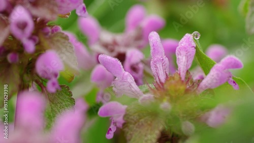Macro Water Drops Green Leaf Rack Focus Slider. Nature Background Eco Wellness Web Design