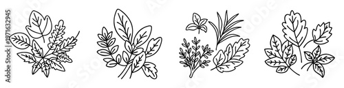 Assortment of botanical illustrations showing different plant species in simple line art