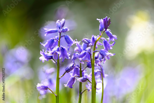 Soft Spring Flowers in Bloom