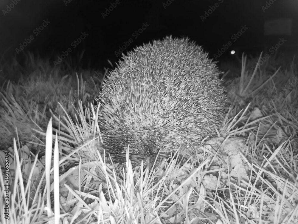 Fototapeta premium Jeż zwinięty w obronną kulę na trawniku nocą – zdjęcie w podczerwieni. Zwierz (z rodziny Erinaceidae) w pozycji obronnej na trawniku nocą, uchwycony na zdjęciu w podczerwieni . Kolce są wyraźne
