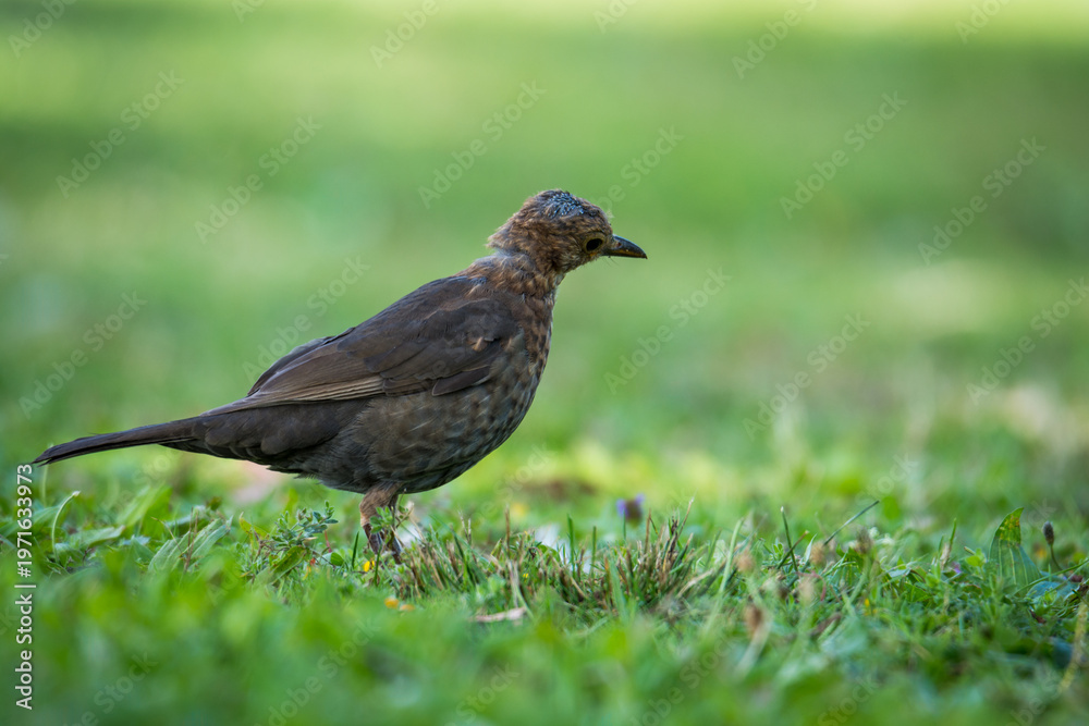 Obraz premium Close up of a Blackbird in green grass