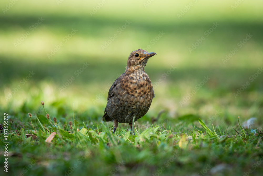 Obraz premium Close up of a Blackbird in green grass