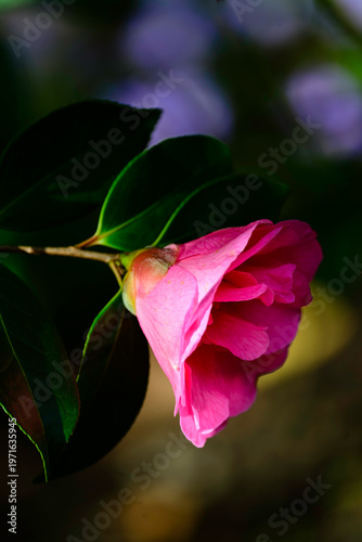 Luminous Pink Camellia in Shadowed Light