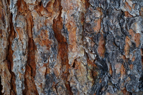 A Rough, Layered, Richly Textured Tree Bark Background