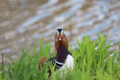 Mandarin duck 