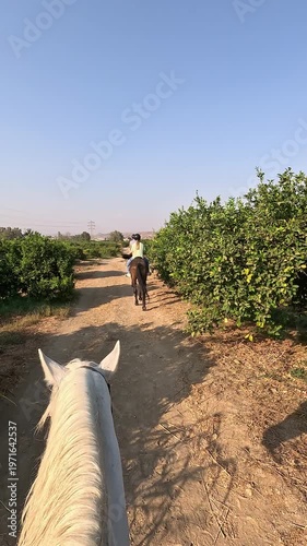 A horse and rider casting a long shadow over a rural field with young trees, dry soil and clear blue sky, creating a peaceful countryside scene