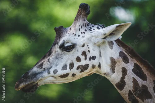Fototapeta Portret żyrafy z bliska na tle zielonych drzew. Profil głowy żyrafy z charakterystycznymi cętkami i uszami w naturalnym środowisku. Egzotyczne zwierzę w zoo lub na safari.