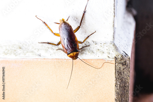 Canvastavla cockroach walking along the wall, cockroach closet invading a house, Household C