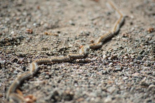 Line of pine processionary caterpillars
