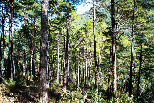 Typical Mediterranean forest in southern Spain