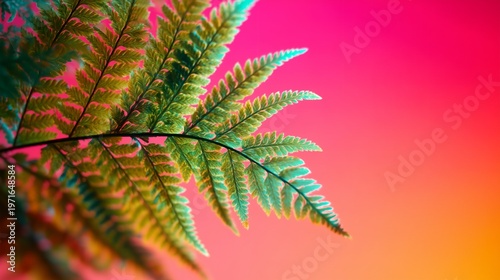 Close-up of fern frond against colorful gradient backdrop