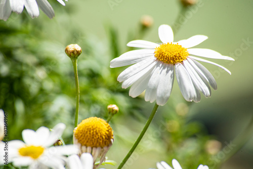 Beautiful daisy flowers in the countryside in spring