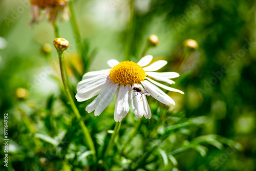 Beautiful daisy flowers in the countryside in spring